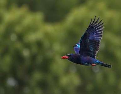 ブッポウソウの夏