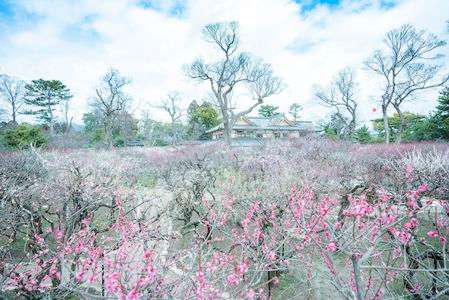 梅の桃源郷