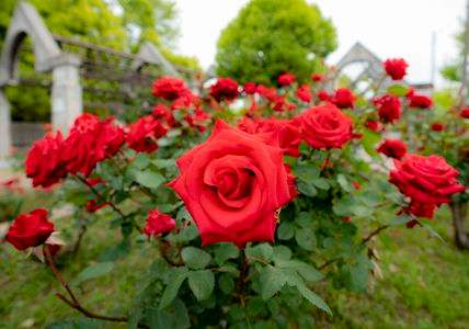 2021年　情熱のバラ