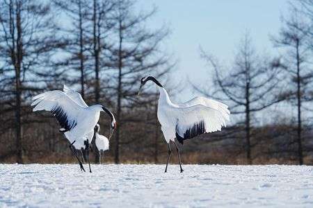 「どうぞよろしくお願いいたします」