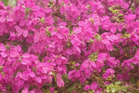 満開のブーゲンビリア