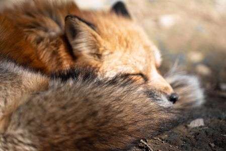 フカフカまくらでお昼寝