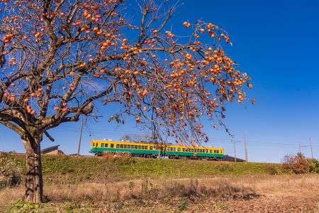 たわわの柿とかぼちゃ電車