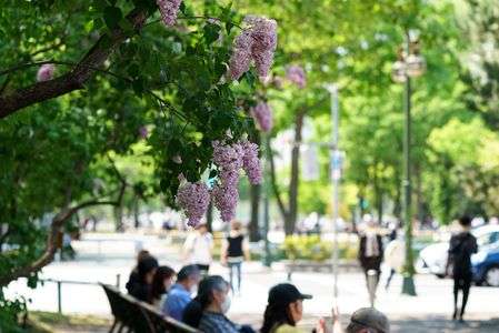 大通公園のライラック