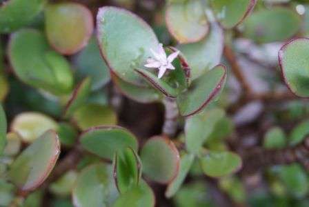 金の成る木の花