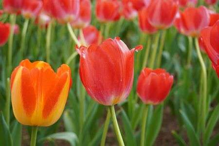 オレンジと赤のチューリップ