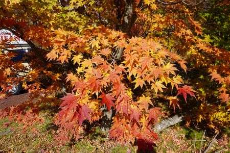 色鮮やかな葉っぱ達