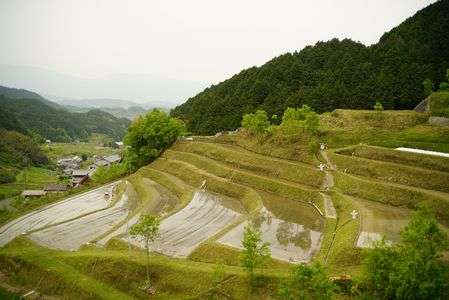 明日香 棚田の田植えが始まりました