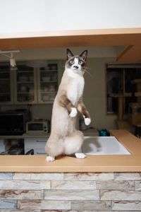 に。二本足で歩いてるのバレてしもた…