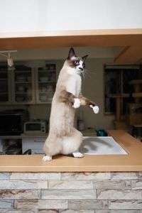 2本足で歩いてもたけど…