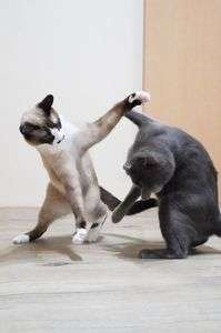 Dance♪♪Dance♪♪