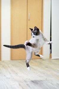 ロコンの華麗なジャンプ