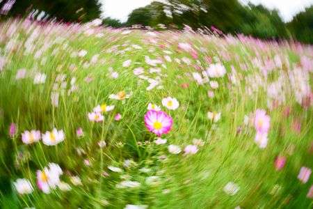 コスモスの群舞