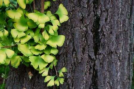 グラデーション