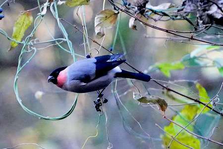 ウソのオスとメス