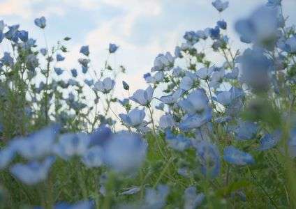ネモフィラ　空に向かって