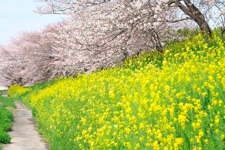 桜と菜の花