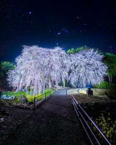 夜桜とオリオン