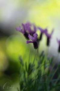 ラベンダーの目覚め