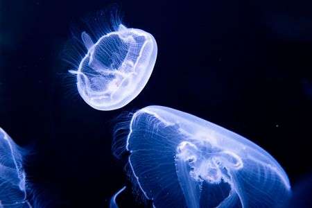 クラゲ