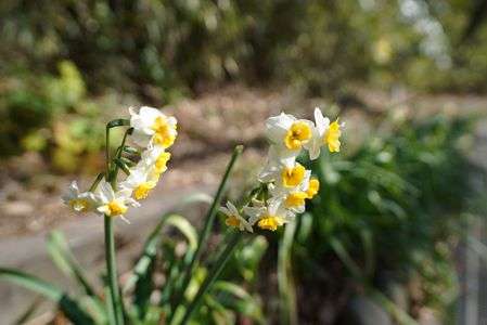 道端の水仙