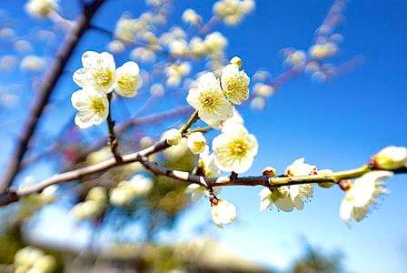 梅の花