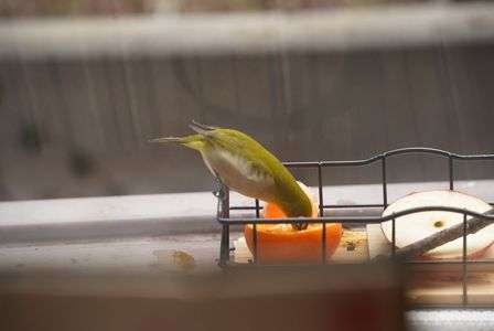 やっぱり蜜柑だね。