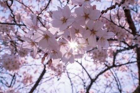 光芒桜