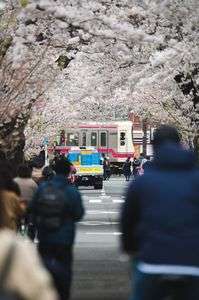 サクラトレイン