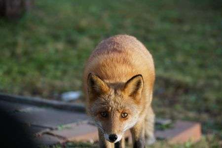 秋の日　キタキツネ