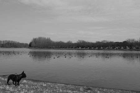 カモと遊びたい