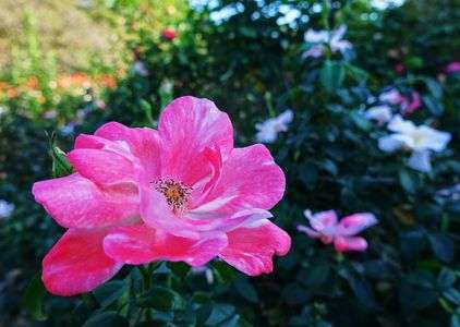 ピンクのバラ！