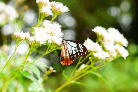 仙台市野草園　アサギマダラ