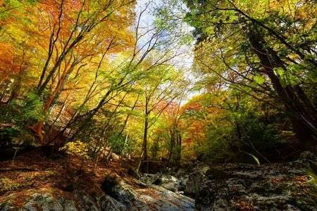 祖母山ふもとの紅葉