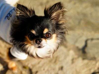 私の動きを観察する子