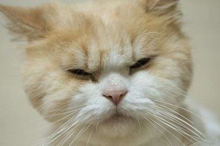 これがタヌキ猫です