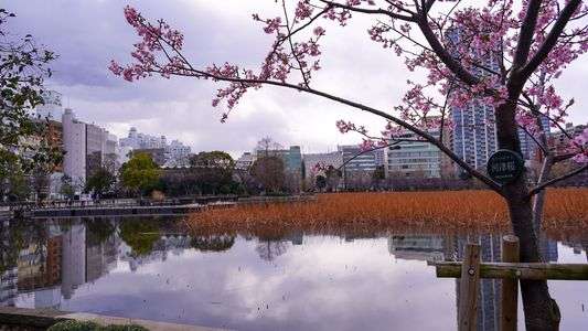 上野公園の桜