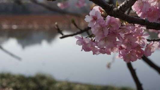 不忍池＆桜