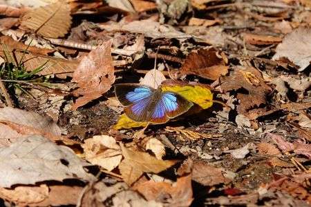 日光浴中の「ムラサキシジミ　♀」