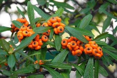 橘擬き（たちばなもどき）