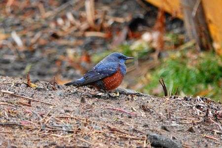 イソヒヨドリ　♂