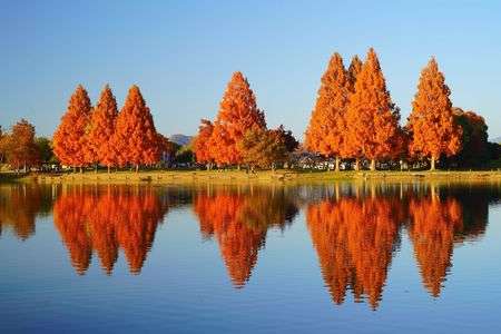 メタセコイアの池