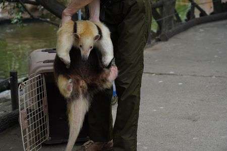 不満げなミナミコアリクイ