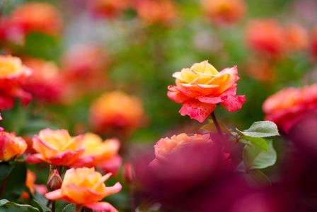 京成バラ園でバラを撮る