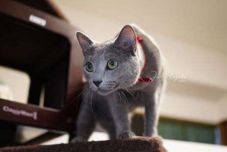 (｀･ω･´)ｷﾘ