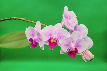 花言葉「あなたを愛しています」