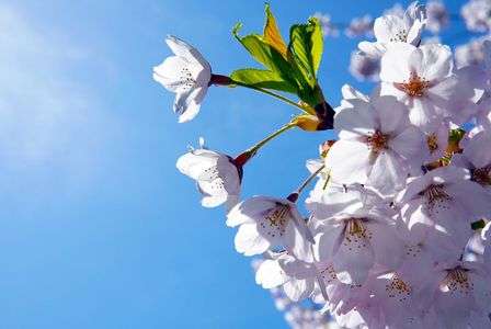 透明感のある桜　#フラワー2025#