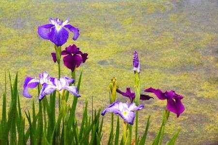 梅雨花の見頃！