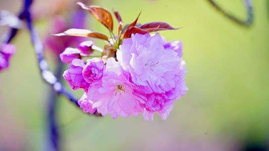 新宿御苑 桜色を撮る＠新宿の公園編