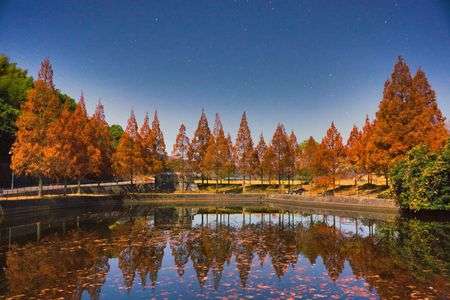 メタセコイア　リフレクション